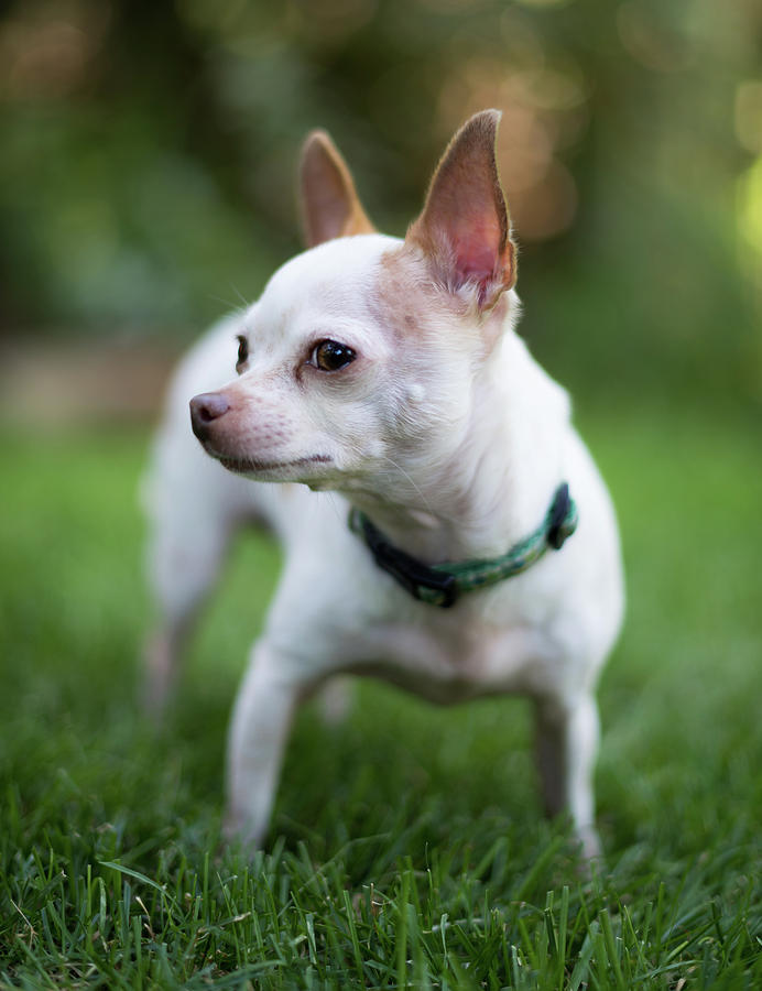 Lola Standing Tall Photograph by Cary Leppert - Fine Art America