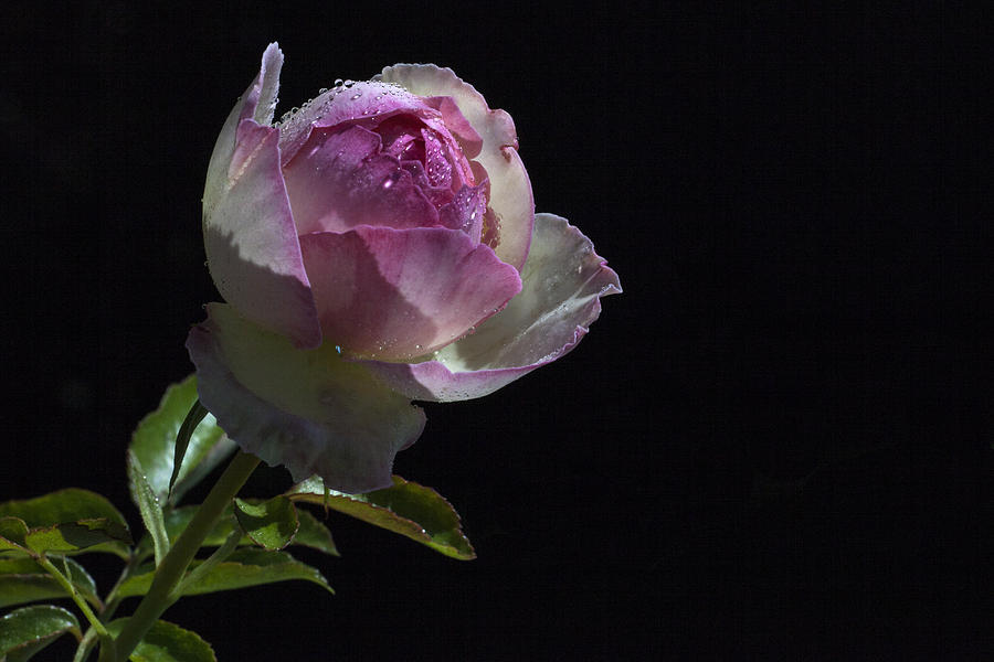 Rose Photograph - Lollipop by Doug Norkum