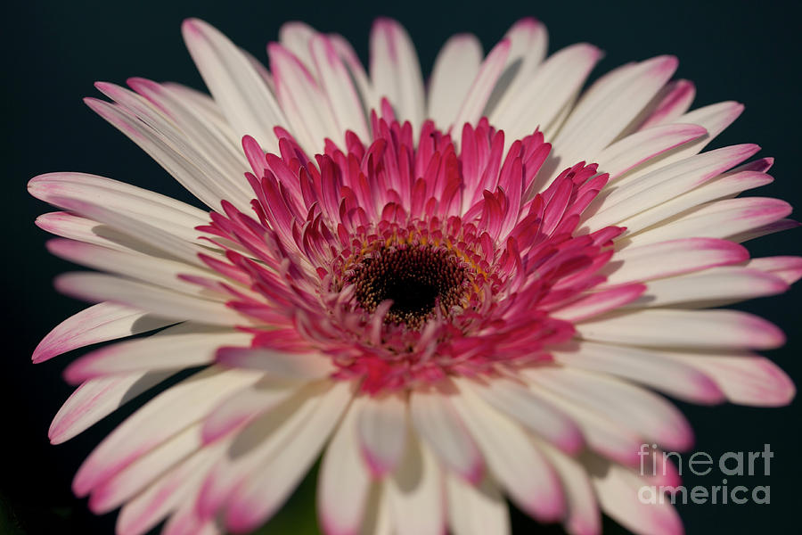 Gerbera Jamesonii Photograph - Lollipop Gerbera by Amanda Barcon Gerbera Jamesonii Photograph - Lollipop Gerbera by Amanda Barcon