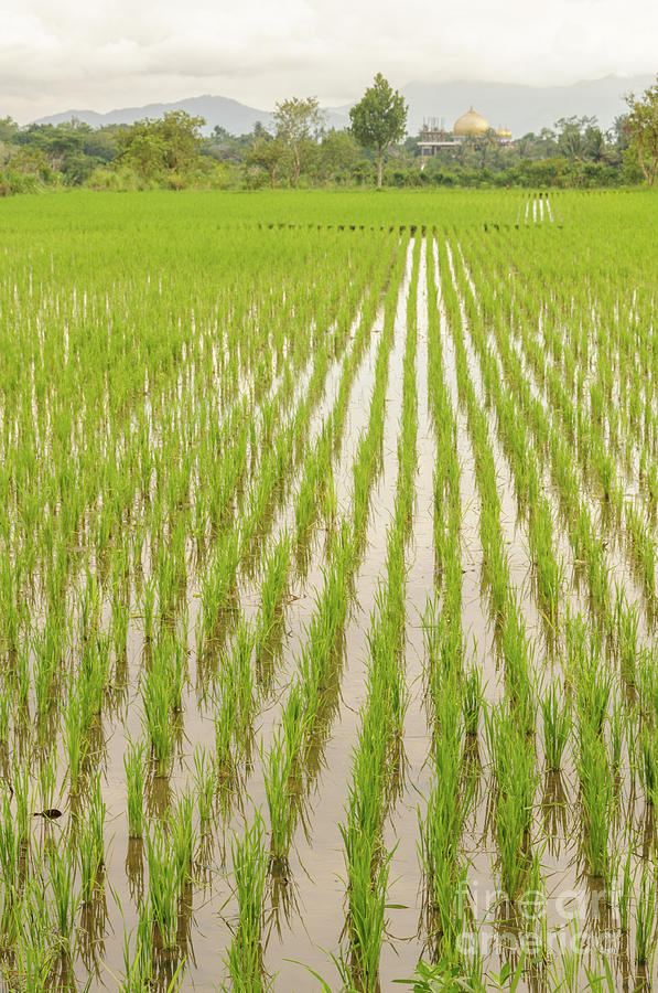 Lombok Rice Fields 1 Photograph by Werner Padarin