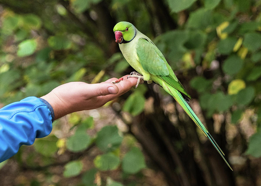 London Parakeet Photograph by Matt Malloy
