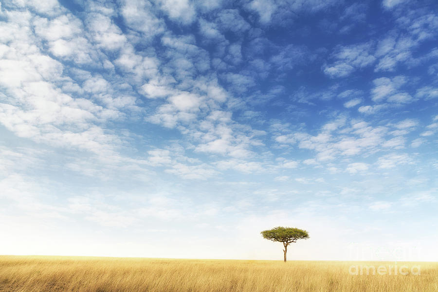 Lone acacia tree in the Masai Mara Photograph by Jane Rix