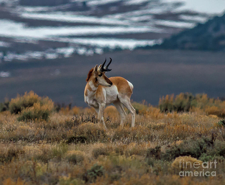 Lone Antelope Photograph by Stephen Whalen
