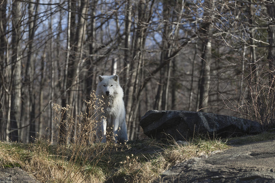 Lone Arctic Wolf Photograph by Josef Pittner