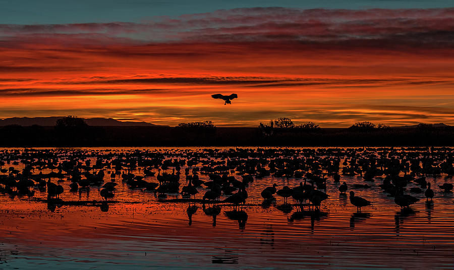 Early Arrival Bosque Del Apache Photograph by SharaLee Art Pixels