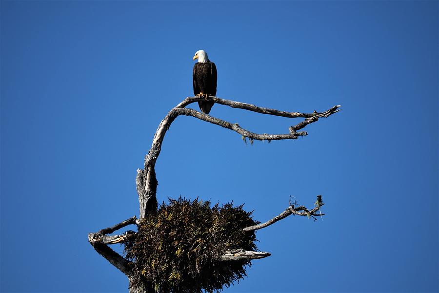 Lone Bald Eagle Photograph by Darrell MacIver