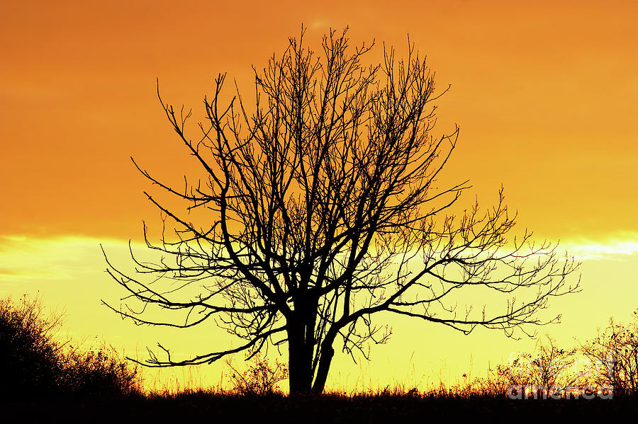 Lone Bare Tree In The Sunset Photograph by Michal Boubin