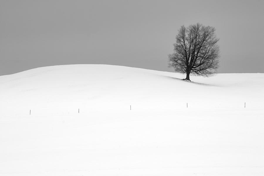 Lone Barren Tree in Winter Photograph by Randall Nyhof