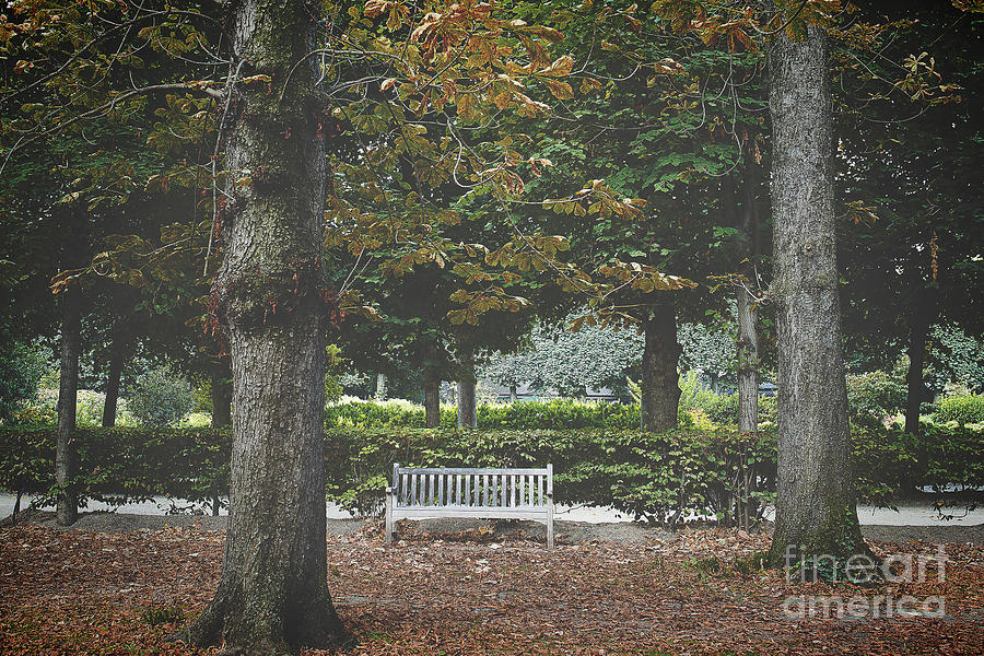 Lone bench at the Rodin Museum Paris Photograph by Ivy Ho