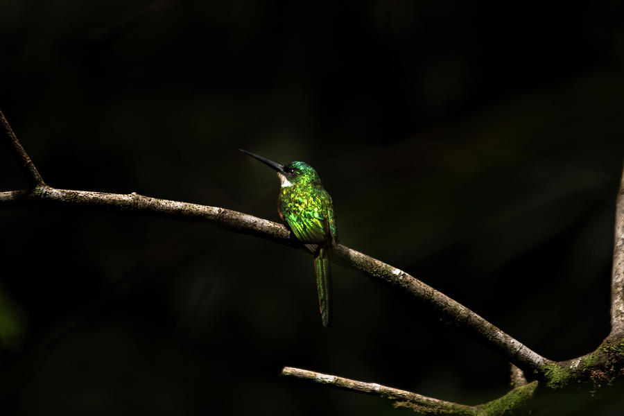 Lone Bird Photograph by James Prutilpac - Fine Art America