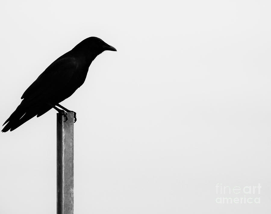 Lone Bird Photograph by Jan Gelders