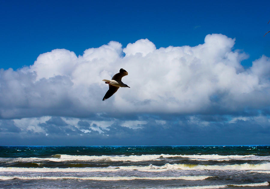 Lone Bird over Surfers Paradise Photograph by Susan Vineyard