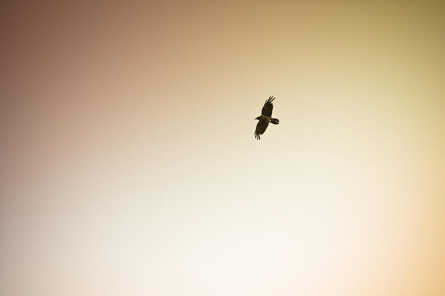 Animal Photograph - Lone Bird by R K
