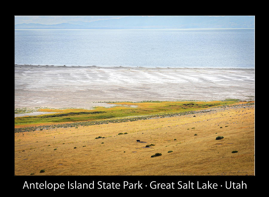 Lone Bison Antelope Island State Park Great Salt Lake 03 Text Black Photograph by Thomas Woolworth