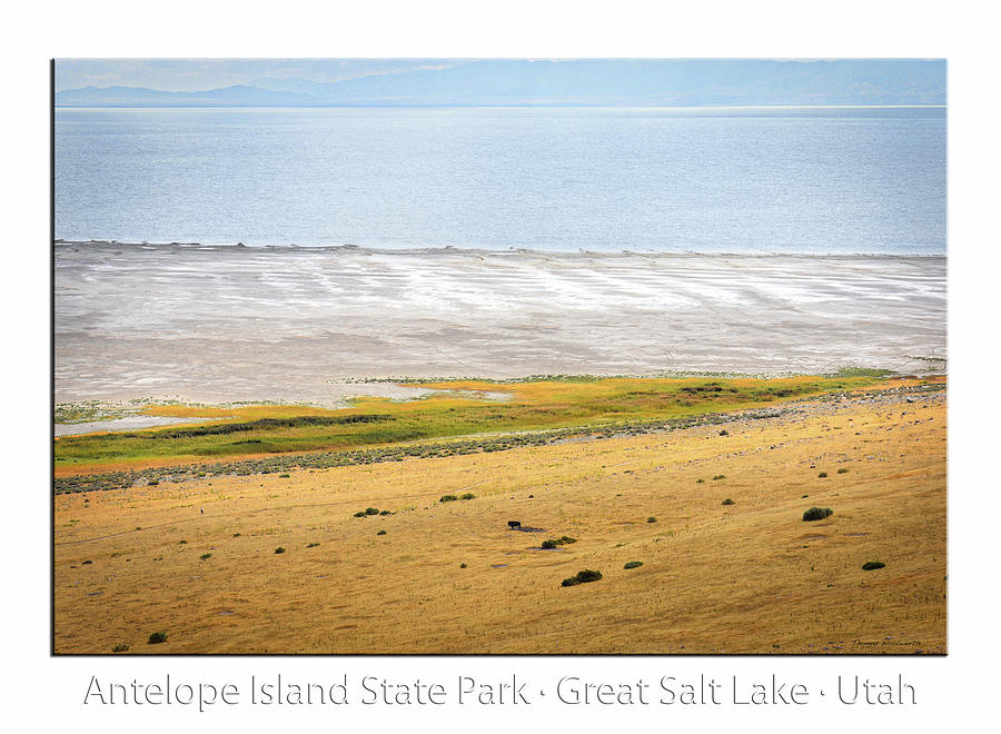 Lone Bison Antelope Island State Park Great Salt Lake 03 Text Photograph by Thomas Woolworth