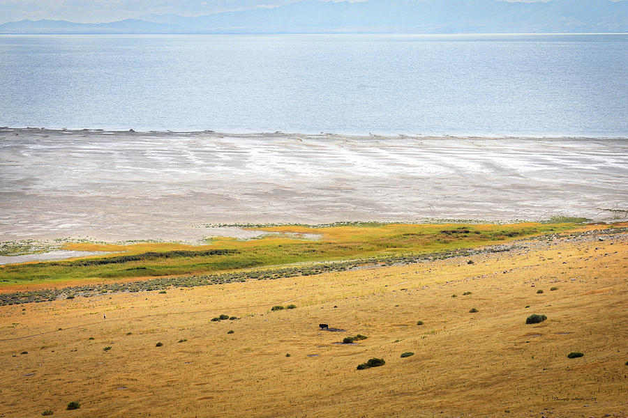 Lone Bison Antelope Island State Park Great Salt Lake 03 Photograph by Thomas Woolworth