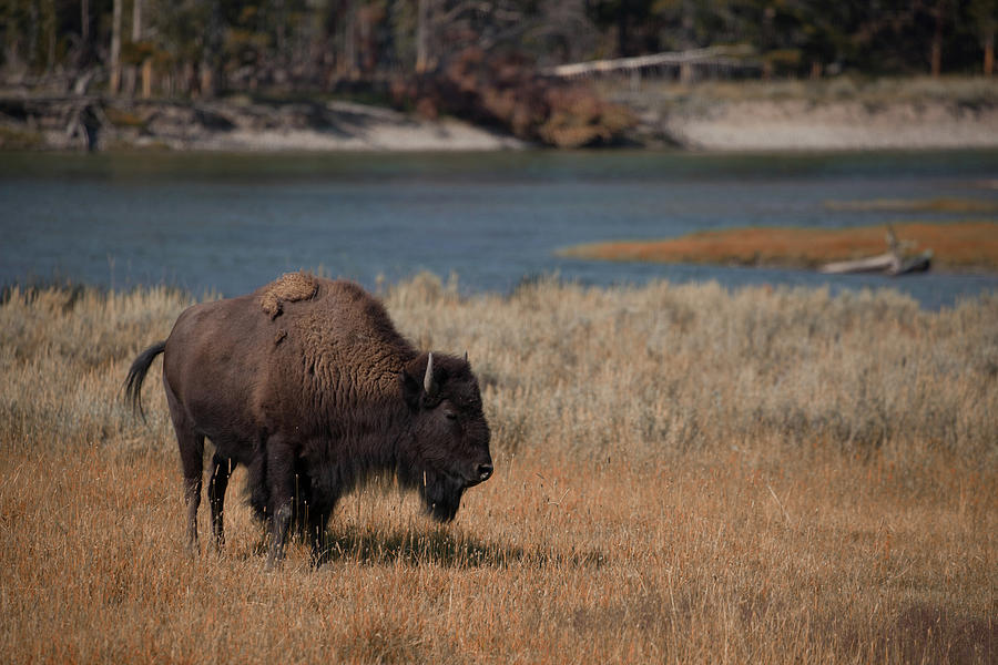 Lone Bison Photograph by Cliff Wassmann