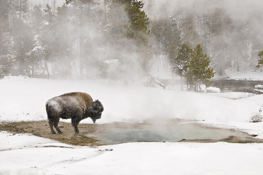 Bison Keeping Warm Photograph by Gary Lengyel