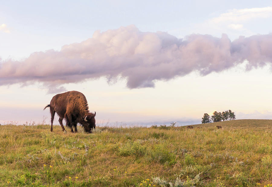 Bison Photograph - Lone Bison in Black Hills, South Dakota by Jim Hughes