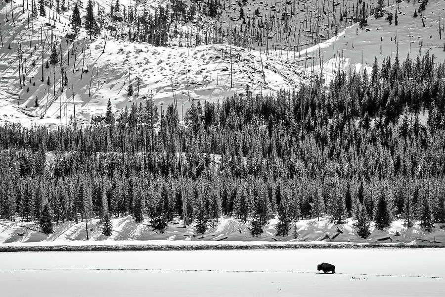 Lone Bison in Winter - Yellowstone Photograph by Stuart Litoff