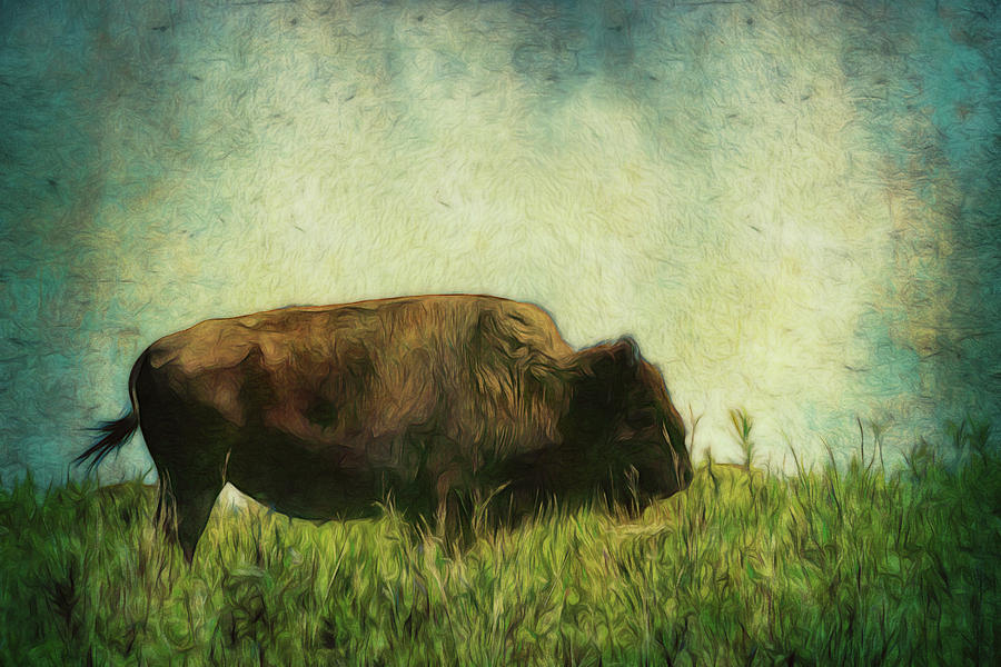 Lone Bison On The Prairie Photograph by Ann Powell