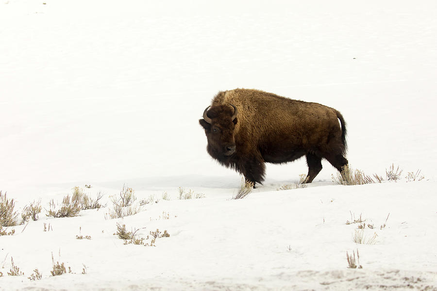 Lone bison or buffalo in snowy field in Yellowstone National Par Photograph by Karen Foley