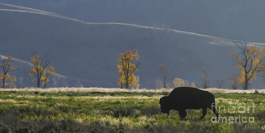 Lone Bison Photograph by Priscilla Burgers
