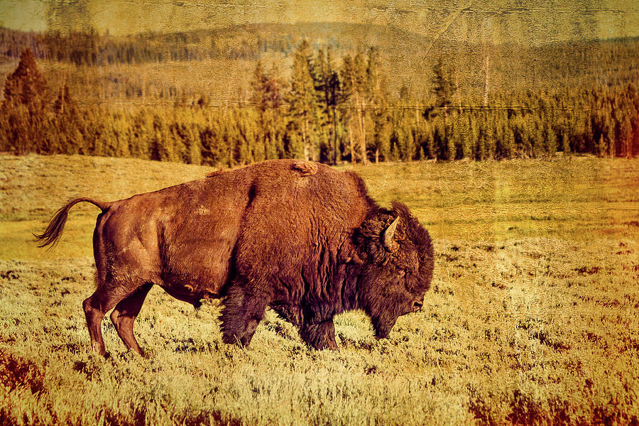Lone Bison Photograph by Steven Bateson