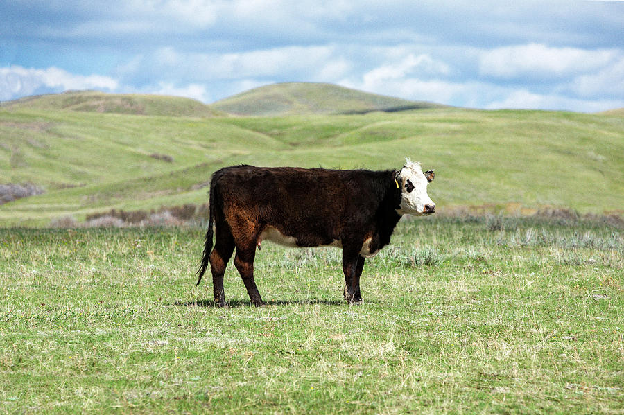 Lone Cow Photograph by Todd Klassy