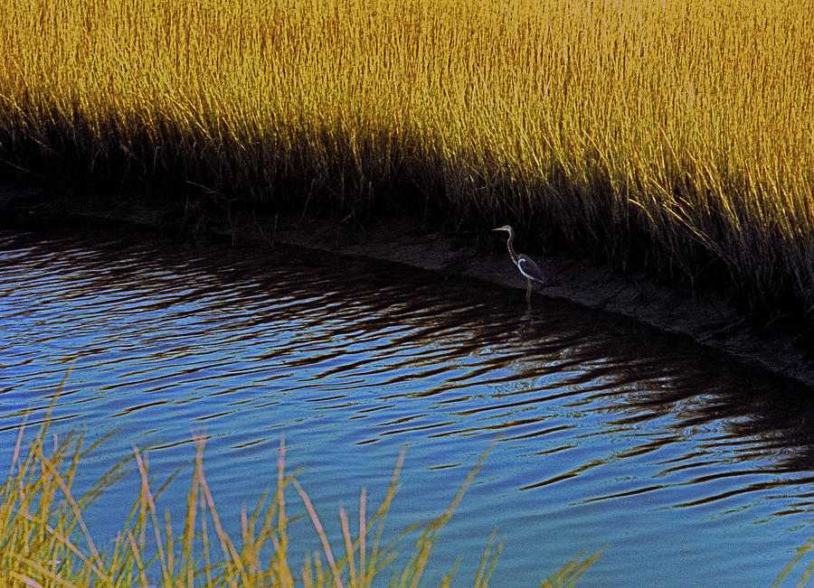 Lone Blue Heron Photograph by Murray Bloom