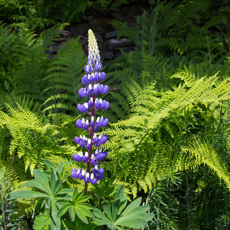 Lone Blue Lupine Photograph by Allan Levin