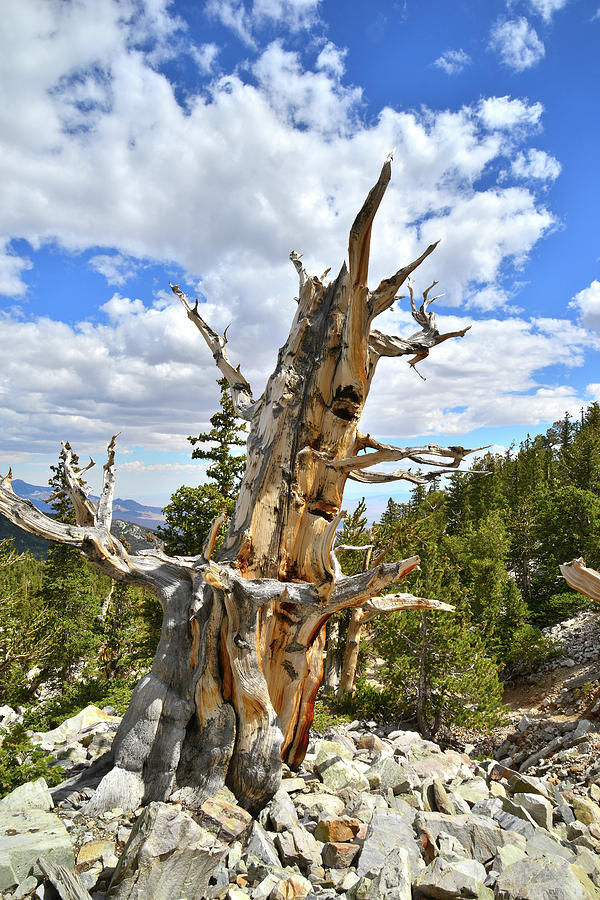 Lone Bristlecone Pine Photograph by Ray Mathis