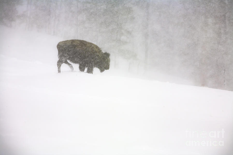 Lone Buffalo Bull in Winter Storm Photograph by Craig J Satterlee