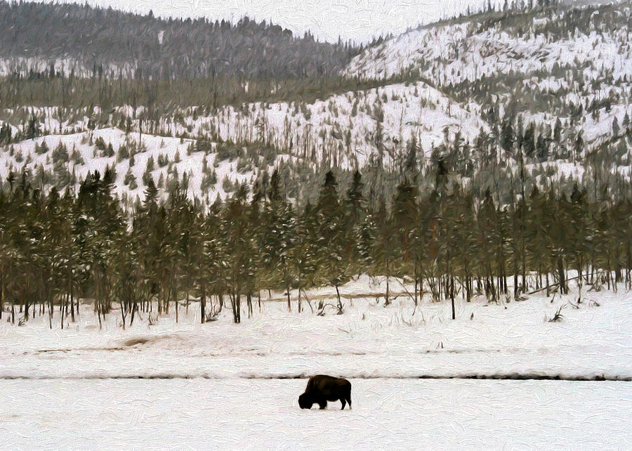 Lone Buffalo Photograph by Susan Rissi Tregoning