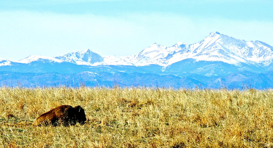 Lone Buffalo watching the Rocky Mountains Photograph by Amy McDaniel