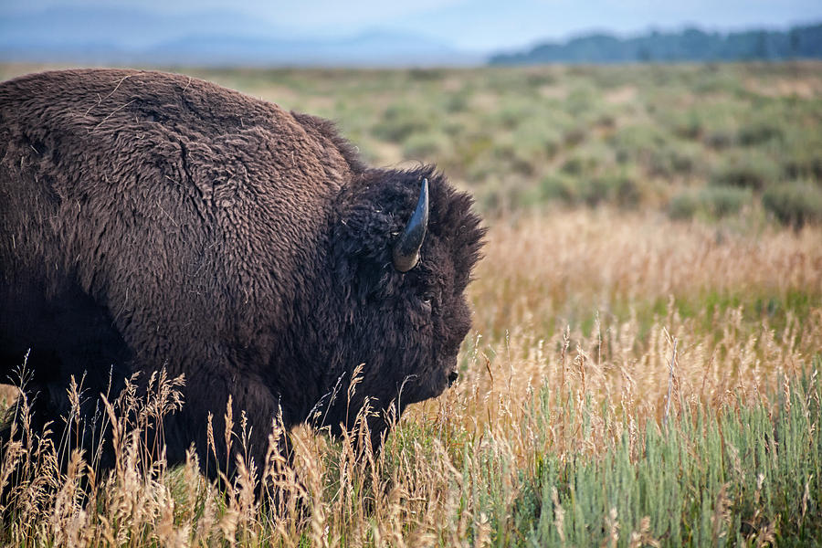 Lone Bull Photograph by Morris McClung