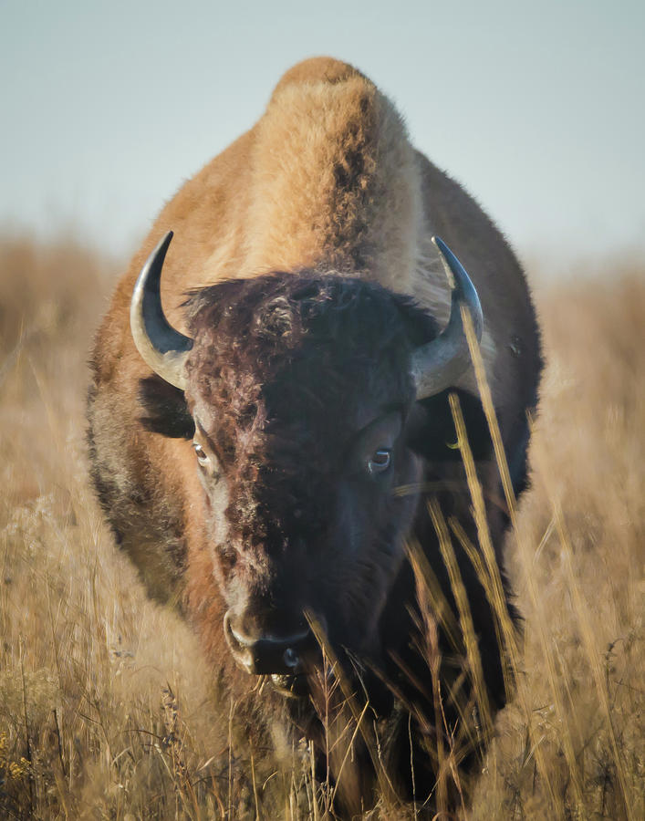 Lone Bull Photograph by Steve Marler