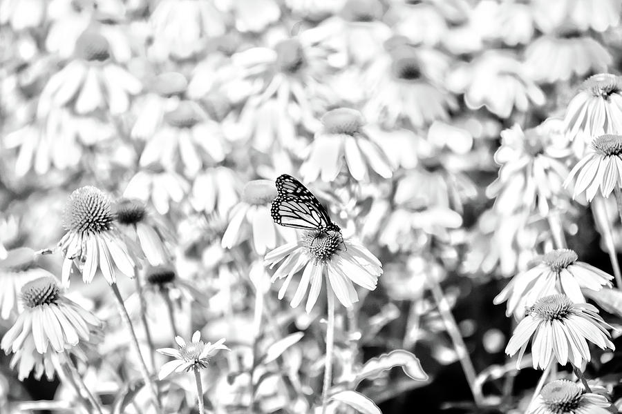 Lone Buterfly Photograph by David Stasiak