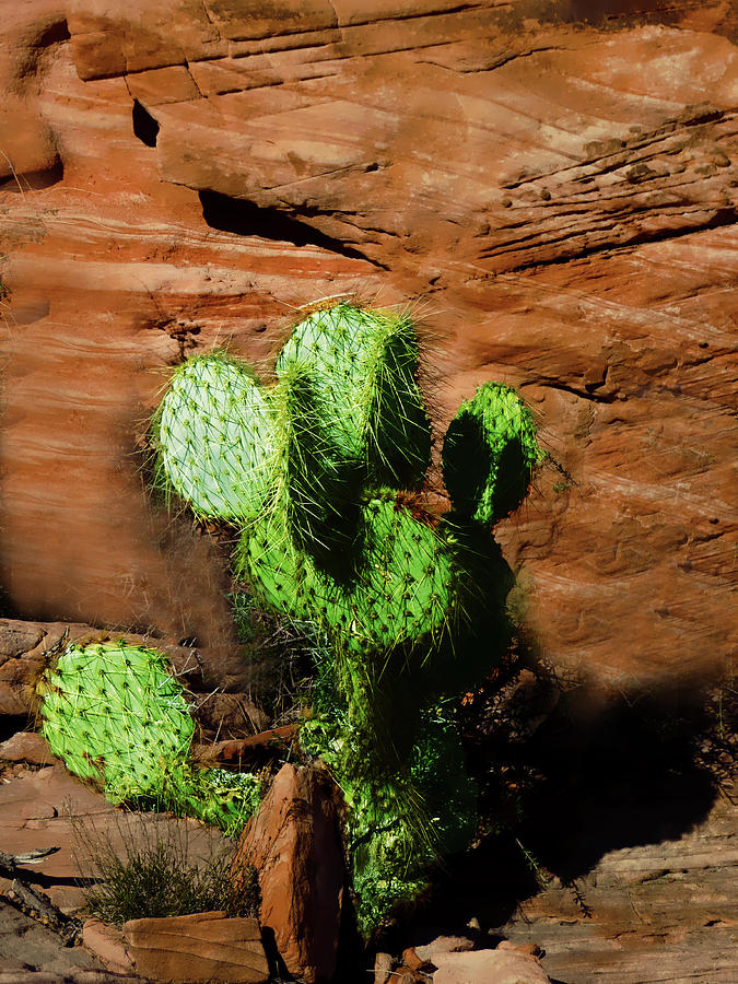 Lone Cactus Photograph by Alan Socolik