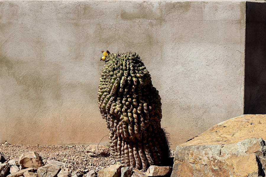 Lone Cactus In Sepia Tone Photograph by Colleen Cornelius