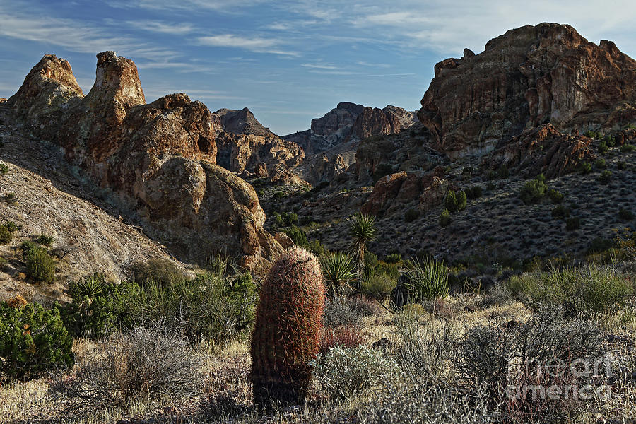 Cactus Photograph - Lone Cactus by Rick Mann Cactus Photograph - Lone Cactus by Rick Mann