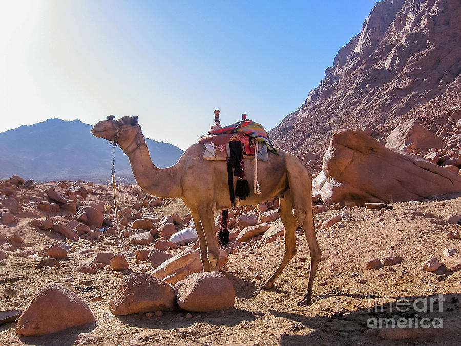 Lone camel on Mount Sinai Photograph by Benny Marty
