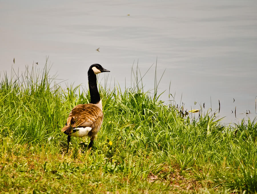 Lone Canada Goose - Loch Mary - Earlington Kentucky Photograph by Greg Jackson
