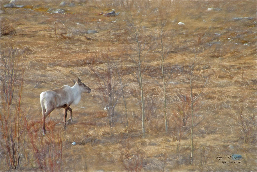 Lone Caribou Photograph by Dyle Warren