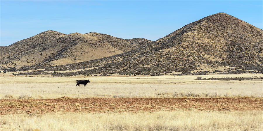 Lone Cattle Photograph by Jon Exley