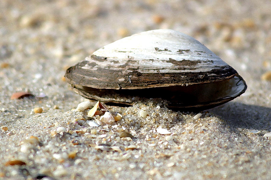 Lone Clam Photograph by Mary Haber