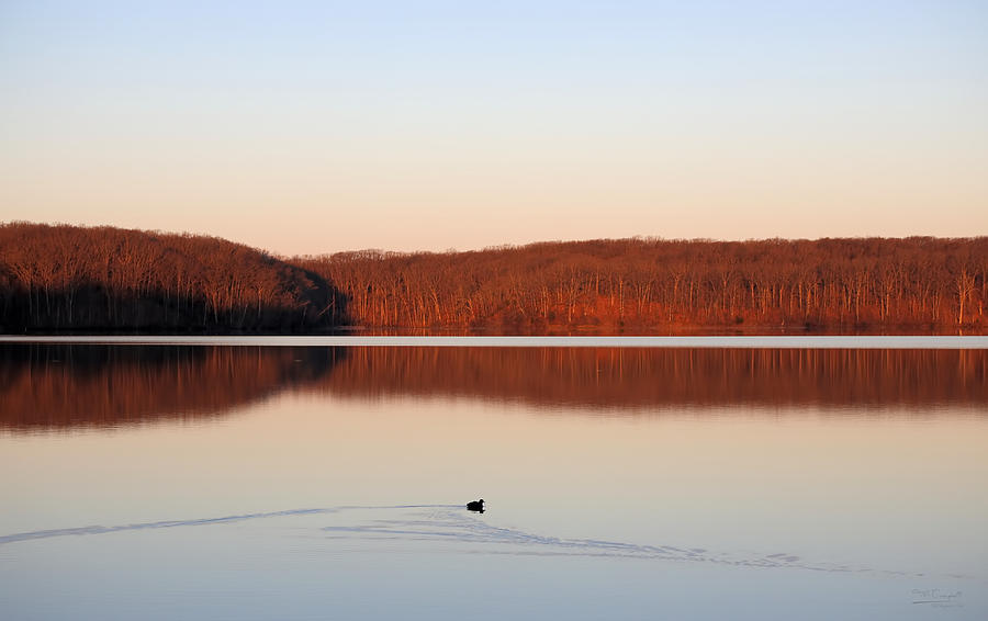 Lone Coot on Charleston Lake at Dawn Photograph by Theresa Campbell