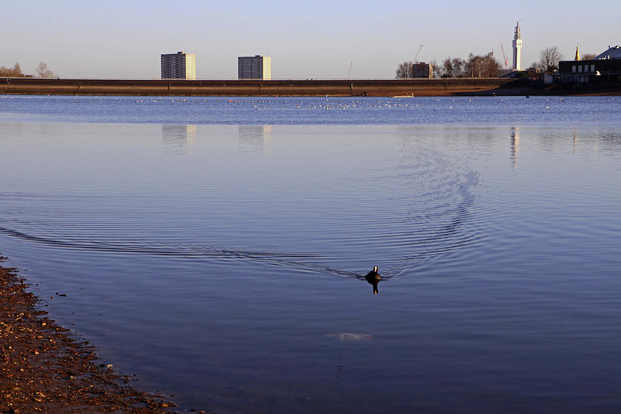 Lone Coot Photograph by Tony Murtagh