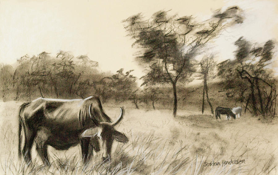 Lone Cow Grazing Drawing by Jordan Henderson