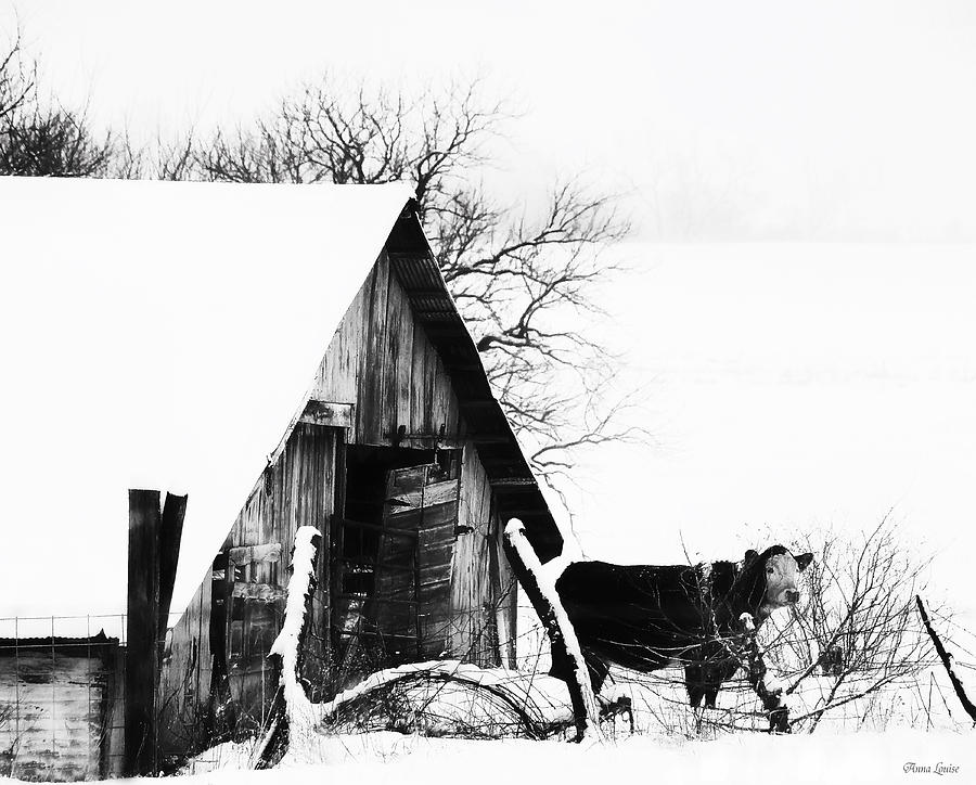 Lone Cow in Snowstorm Photograph by Anna Louise